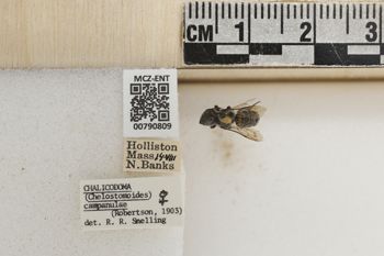 Media type: image;   Entomology 790809 Aspect: Labels